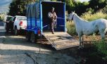¿Cómo es el plan para dar en adopción a los caballos que deambulan por las calles de Bariloche?