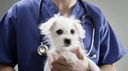 Prepaga para perros y gatos