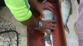 La Fiesta Nacional de la Pesca de la Boga volvió a consolidarse como uno de los eventos más convocantes del calendario de pesca deportiva en la Argentina, combinando competencia, turismo y tradición en las aguas del río Uruguay.