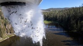 Los peces son extremadamente livianos cuando miden pocos centímetros, por lo que la resistencia del aire reduce considerablemente la velocidad de caída. En la práctica, descienden lentamente, de manera similar a una hoja seca que planea hasta tocar el agua. Gracias a esto, más del 95% de los peces sobrevive, una cifra que ha sido confirmada por los estudios realizados por los técnicos del programa.
