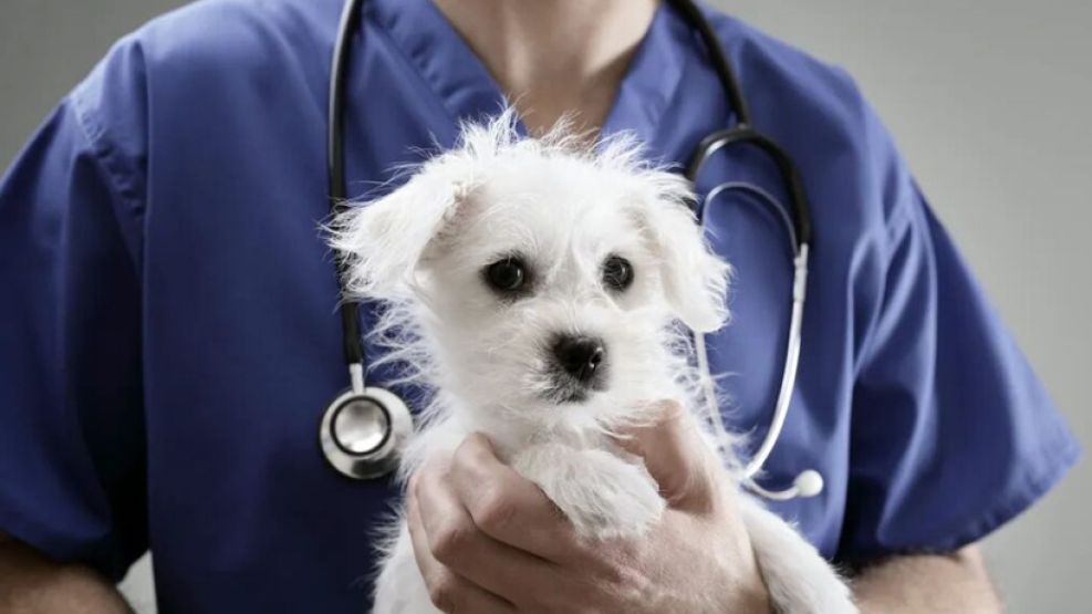 Prepaga para perros y gatos