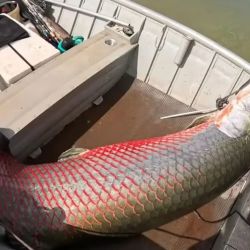 El pirarucú es considerado por muchos especialistas como un “fósil viviente”, debido a que pertenece a uno de los linajes de peces más antiguos del planeta. 