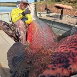 El pirarucú es considerado por muchos especialistas como un “fósil viviente”, debido a que pertenece a uno de los linajes de peces más antiguos del planeta. 