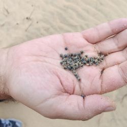 Desde 2023, el uso de munición de plomo está prohibido en humedales en toda la Unión Europea, algo que ya ocurría desde el 2021 en España en humedales Ramsar y en los incluidos en figuras de protección. Sin embargo, la actual discusión en el marco del Reglamento REACH determinará si se avanza hacia una eliminación completa o si se consolidan nuevas excepciones que seguirán poniendo en riesgo a las personas y a la naturaleza. 