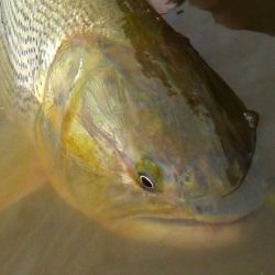 Los ríos Río Dulce y Salado ofrecen condiciones ideales para la pesca deportiva, generando un circuito turístico que involucra a guías de pesca, alojamientos rurales, prestadores de servicios, comercios, gastronomía y transporte. Todos estos sectores encuentran en esta actividad una importante fuente de trabajo y desarrollo local.