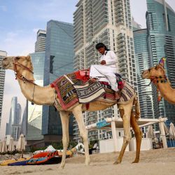 Un camellero revisa su teléfono mientras está sentado sobre su camello en la playa de Dubái. Los países del Golfo han sido considerados durante mucho tiempo como islas de estabilidad en Oriente Medio, pero la guerra en la región podría amenazar su prosperidad, según analistas, señalando los riesgos para sus ingresos y su reputación como paraísos fiscales. | Foto:FADEL SENNA / AFP