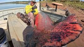 Capturaron un pez de 160 kilos que respira fuera del agua: el gigante que asombra al mundo