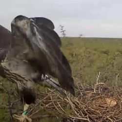 El pichón de águila realizó su primer vuelo para salir de su nido.