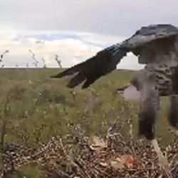 El registro en La Pampa marca un hito en el desarrollo del ave rapaz y refuerza la importancia de las acciones de conservación.