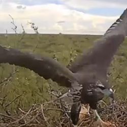 En la Argentina la especie está catalogada como en peligro de extinción.