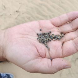 Desde 2023, el uso de munición de plomo está prohibido en humedales en toda la Unión Europea, algo que ya ocurría desde el 2021 en España en humedales Ramsar y en los incluidos en figuras de protección. Sin embargo, la actual discusión en el marco del Reglamento REACH determinará si se avanza hacia una eliminación completa o si se consolidan nuevas excepciones que seguirán poniendo en riesgo a las personas y a la naturaleza.