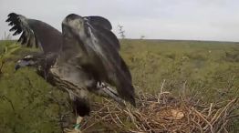 1203_ÀGUILA CORONADA