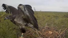 Así fue el primer vuelo de un pichón de águila coronada para abandonar su nido