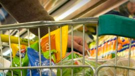 El mercado anticipa una inflación de 29,1% para todo 2026 y recién en agosto rompería el piso del 2%