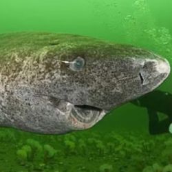 El longevo tiburón se encuentra en perfecto estado de conservación