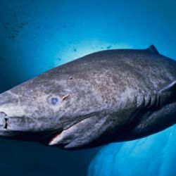 Nació alrededor del año 1627, en plena época colonial en América.