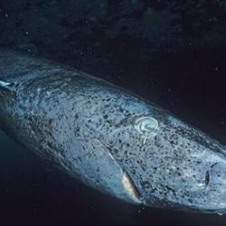 Esta especie habita en las aguas del océano Ártico. 