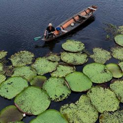 Esta vista aérea muestra a un hombre navegando en canoa junto a plantas de Victoria amazonica en la comunidad ribereña de São Sebastião, en Manacapuru, estado de Amazonas, Brasil. | Foto:MICHAEL DANTAS / AFP