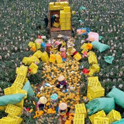 Vista aérea tomada con un dron de agricultores empacando piñas, en el poblado de Dapo de Haikou, en la provincia de Hainan, en el sur de China. | Foto:Xinhua/Guo Cheng