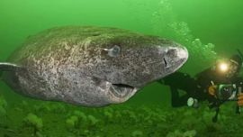 Te mostramos al vertebrado más longevo del planeta jamás registrado hasta ahora