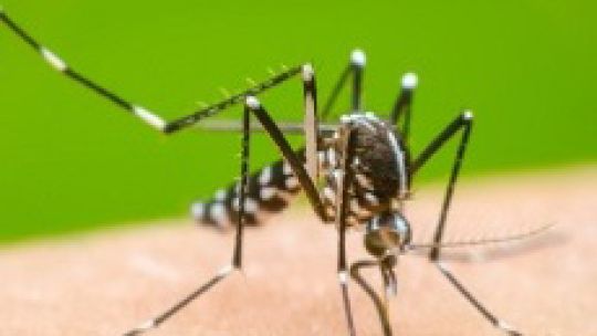 Descubren un mecanismo entre el dengue y otros virus 