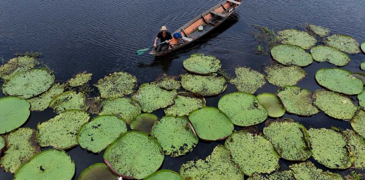 Esta vista aérea muestra a un hombre navegando en canoa junto a plantas de Victoria amazonica en la comunidad ribereña de São Sebastião, en Manacapuru, estado de Amazonas, Brasil.