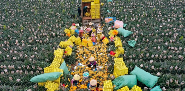 Vista aérea tomada con un dron de agricultores empacando piñas, en el poblado de Dapo de Haikou, en la provincia de Hainan, en el sur de China.