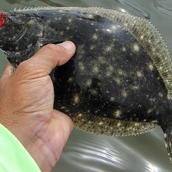 Cazador por excelencia, este pez es un verdadero emblema de la albufera de Albufera de Mar Chiquita, un sitio que siempre concentra la atención de los pescadores cuando se trata de buscar esta especie.