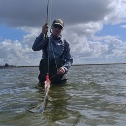 Cazador por excelencia, este pez es un verdadero emblema de la albufera de Albufera de Mar Chiquita, un sitio que siempre concentra la atención de los pescadores cuando se trata de buscar esta especie.