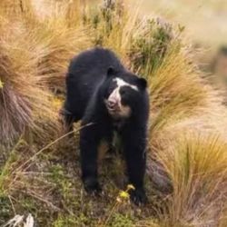 La especie está amanezada.