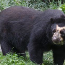 El registro se logró en las selvas de montaña tras intensas tareas de monitoreo.