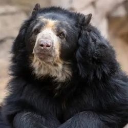 Su aparición es un indicador clave de la salud de nuestros bosques y reabre el debate sobre la conservación del monte nativo