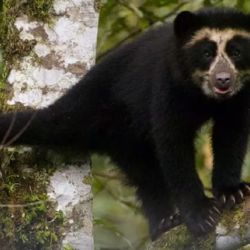 Su aparición es un indicador clave de la salud de nuestros bosques y reabre el debate sobre la conservación del monte nativo