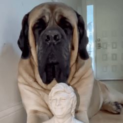 Javier Milei | Foto:CEDOC