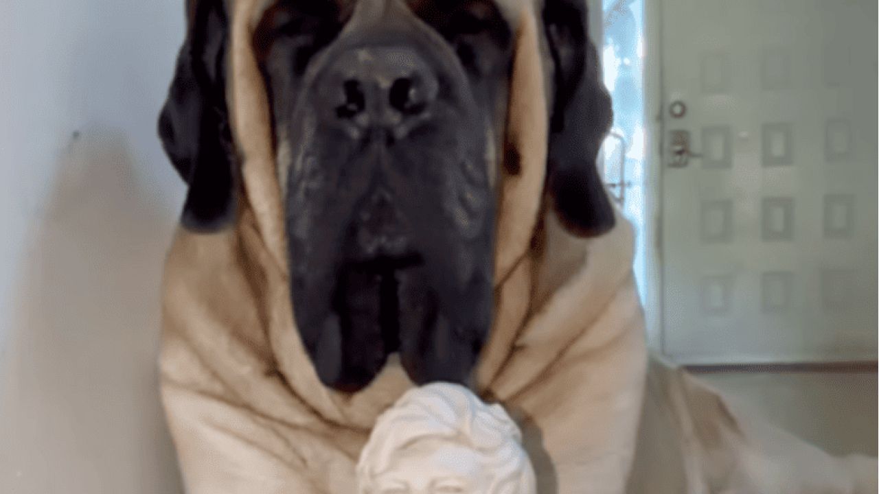 Javier Milei | Foto:CEDOC