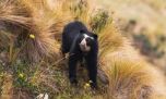 Mirá el oso andino que avistaron en el noroeste argentino