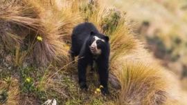 Mirá el oso andino que avistaron en el noroeste argentino