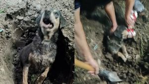 Maltrato Animal en Chaco