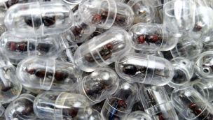 Quién es el ciudadano chino que fue arrestado por intentar llevarse 2.000 hormigas reina de Kenia.