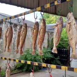 Más de 2000 pescadores participaron de la competencia, una cifra que no siempre es fácil de alcanzar, sobre todo en un fin de semana en el que el pronóstico climático generaba dudas.