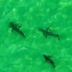 El Golfo San Matías es uno de los ambientes más ricos del Atlántico sur. Allí se han registrado 12 especies de tiburones y 19 especies de rayas, lo que confirma la enorme diversidad de peces cartilaginosos en la región. Dentro de ese ecosistema, el tiburón bacota cumple un rol clave como depredador tope, ayudando a mantener el equilibrio natural de las poblaciones marinas.