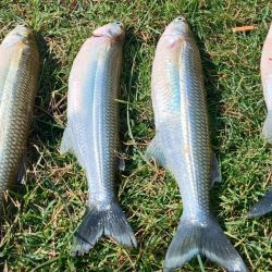 Goizueta en Tres Arroyos es una de las lagunas que rinden de orilla. Tiene buen pejerrey pero con mucha cantidad de comida que hace que cueste picar. Se dan piezas de 200 g, con sorpresas que pueden llegar al kilo. 