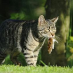 Los gatos asilvestrados extinguen el 25% de las aves.
