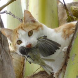 Un gato doméstico con una presa recién atrapada.