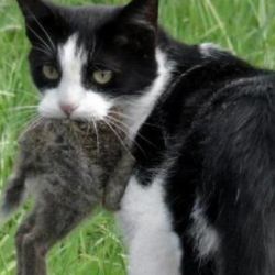 Los gatos asilvestrados compiten por los alimentos con muchas otras especies salvajes.