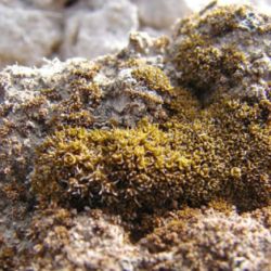 El musgo hallado podría perdurar en las condiciones extremas de Marte.