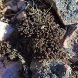 El grupo de científicos se enfocó en el análisis de este musgo con el propósito de conocer más acerca de la resistencia de los seres vivos en ambientes hostiles