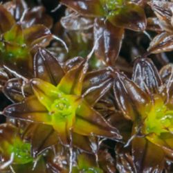 También estudiaron su capacidad para sobrevivir y regenerarse bajo condiciones simuladas marcianas,