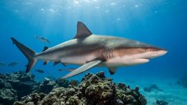 El Golfo San Matías es uno de los ambientes más ricos del Atlántico sur. Allí se han registrado 12 especies de tiburones y 19 especies de rayas, lo que confirma la enorme diversidad de peces cartilaginosos en la región. Dentro de ese ecosistema, el tiburón bacota cumple un rol clave como depredador tope, ayudando a mantener el equilibrio natural de las poblaciones marinas.