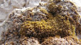 El musgo hallado podría perdurar en las condiciones extremas de Marte.